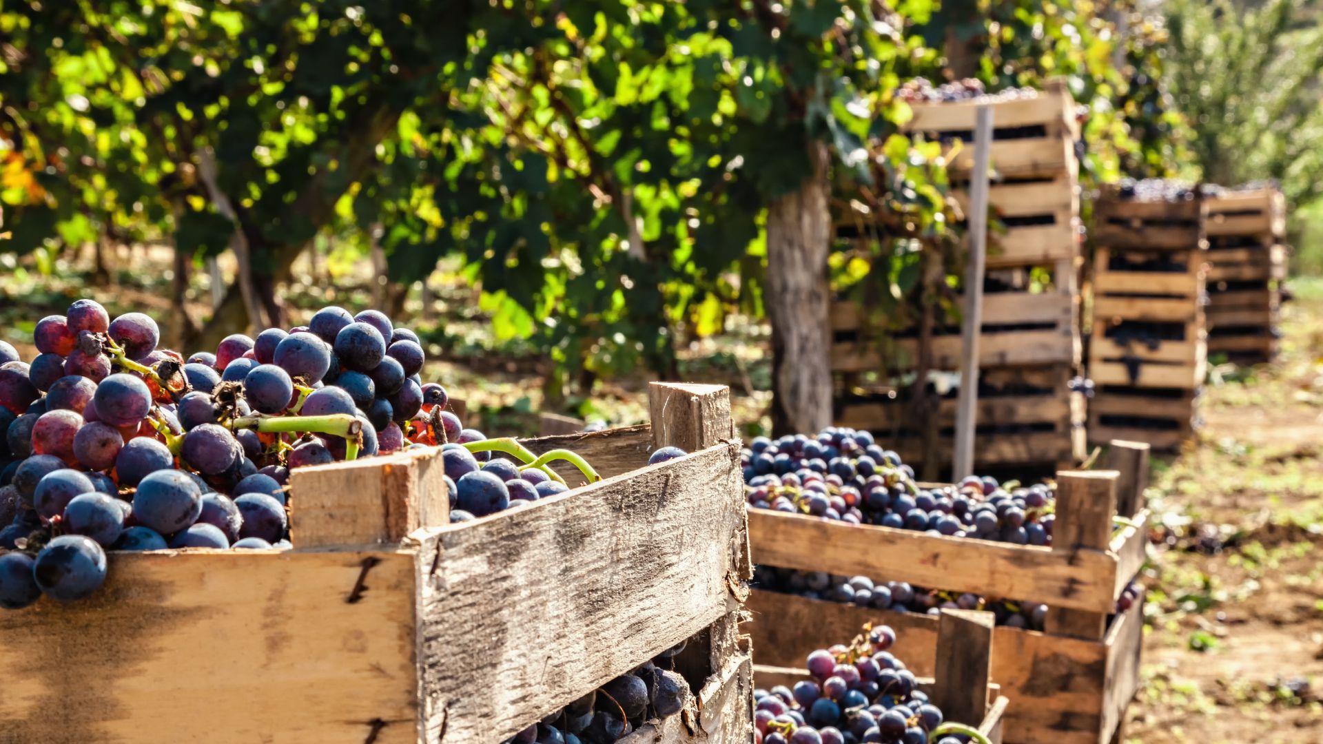 vendemmia abruzzo