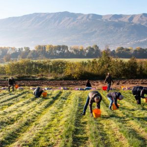 Raccolta dello Zafferano: campi, sfioritura e sdjiuno abruzzese
